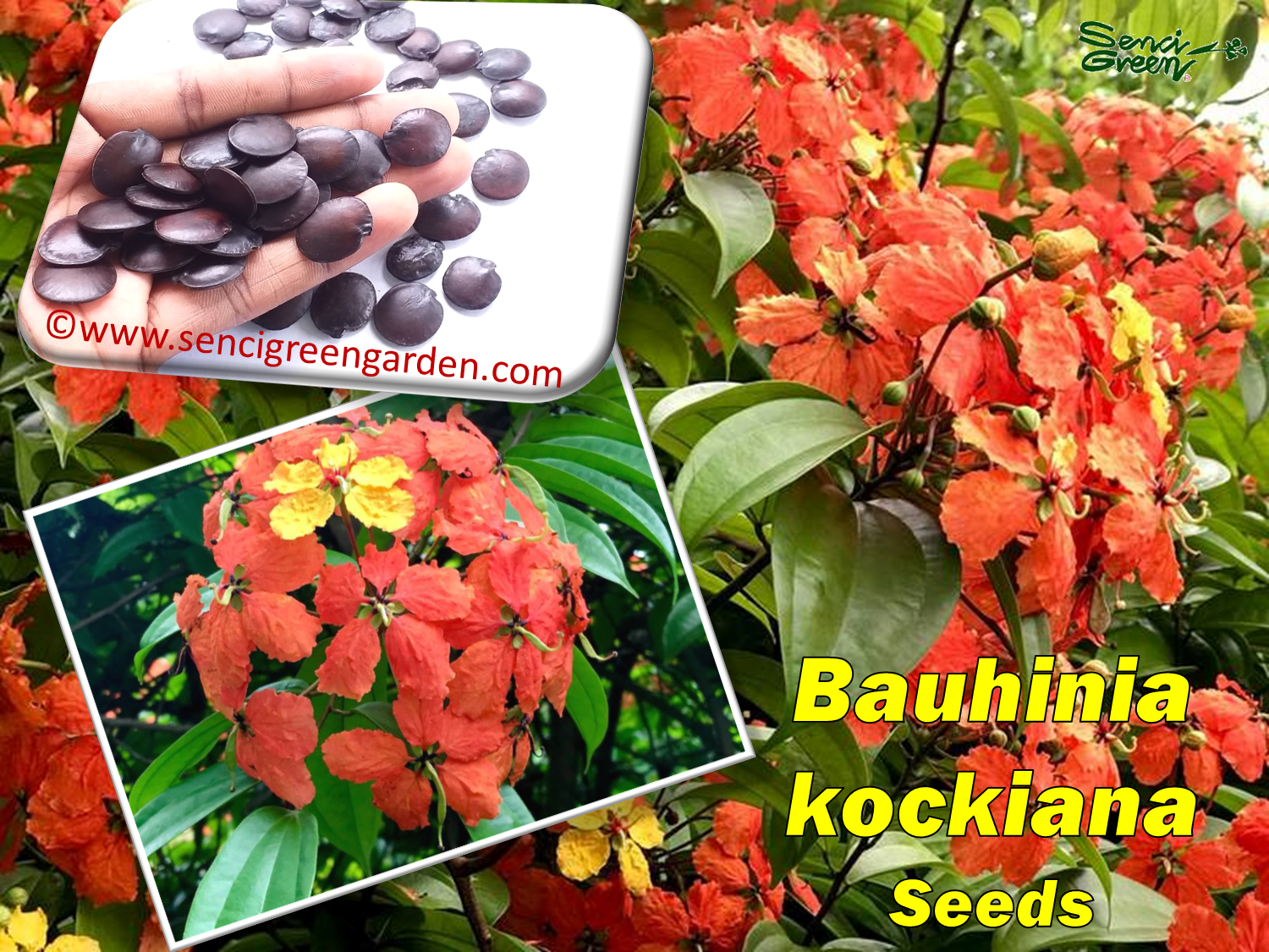 Bauhinia kockiana seeds with images of flowers and a hand holding seeds.