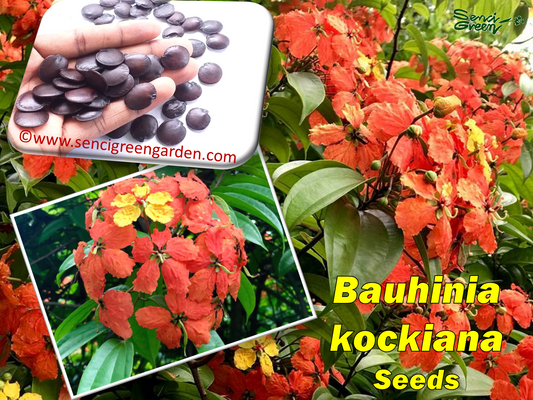 Bauhinia kockiana seeds with images of flowers and a hand holding seeds.