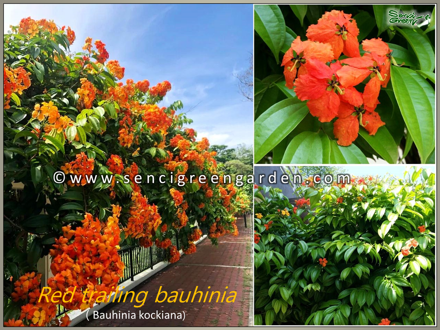 Bauhinia kockiana plant