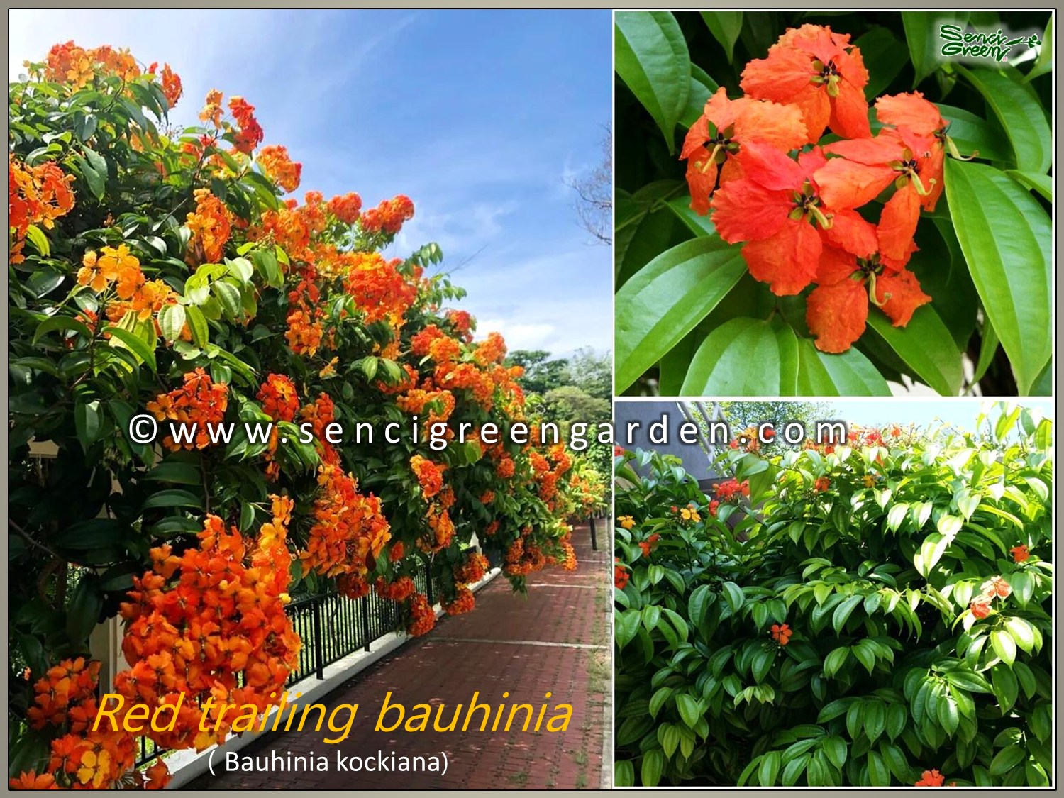 Bauhinia kockiana plant