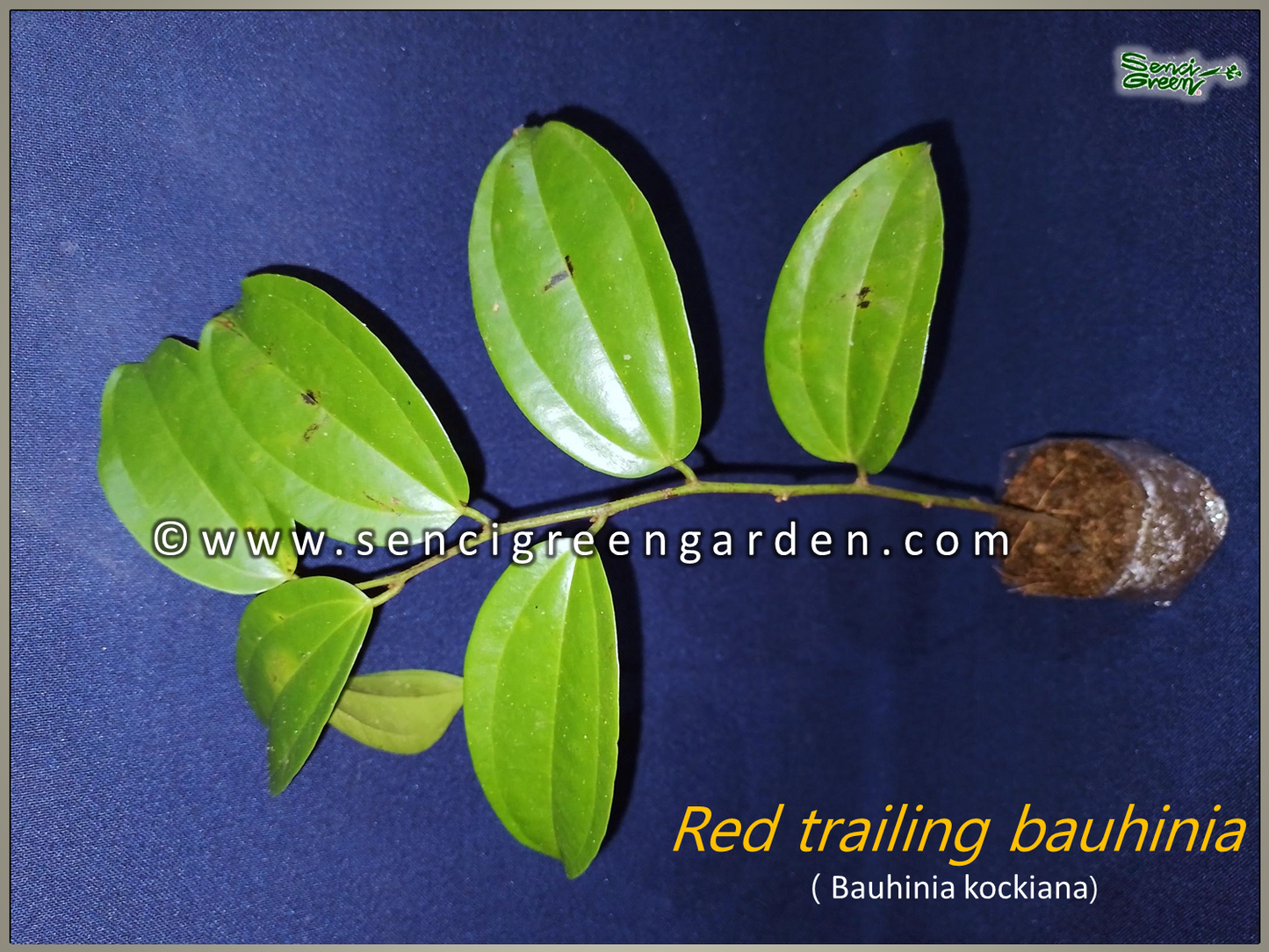 Red trailing bauhinia, bauhinia kockiana Plant 6"- 8" Inches