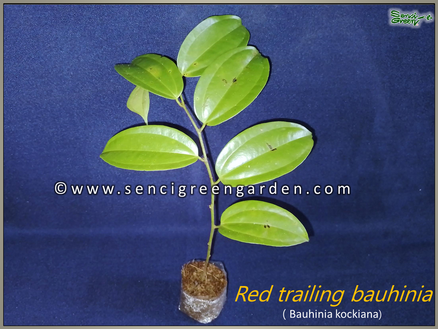 Red trailing bauhinia, bauhinia kockiana Plant 6"- 8" Inches