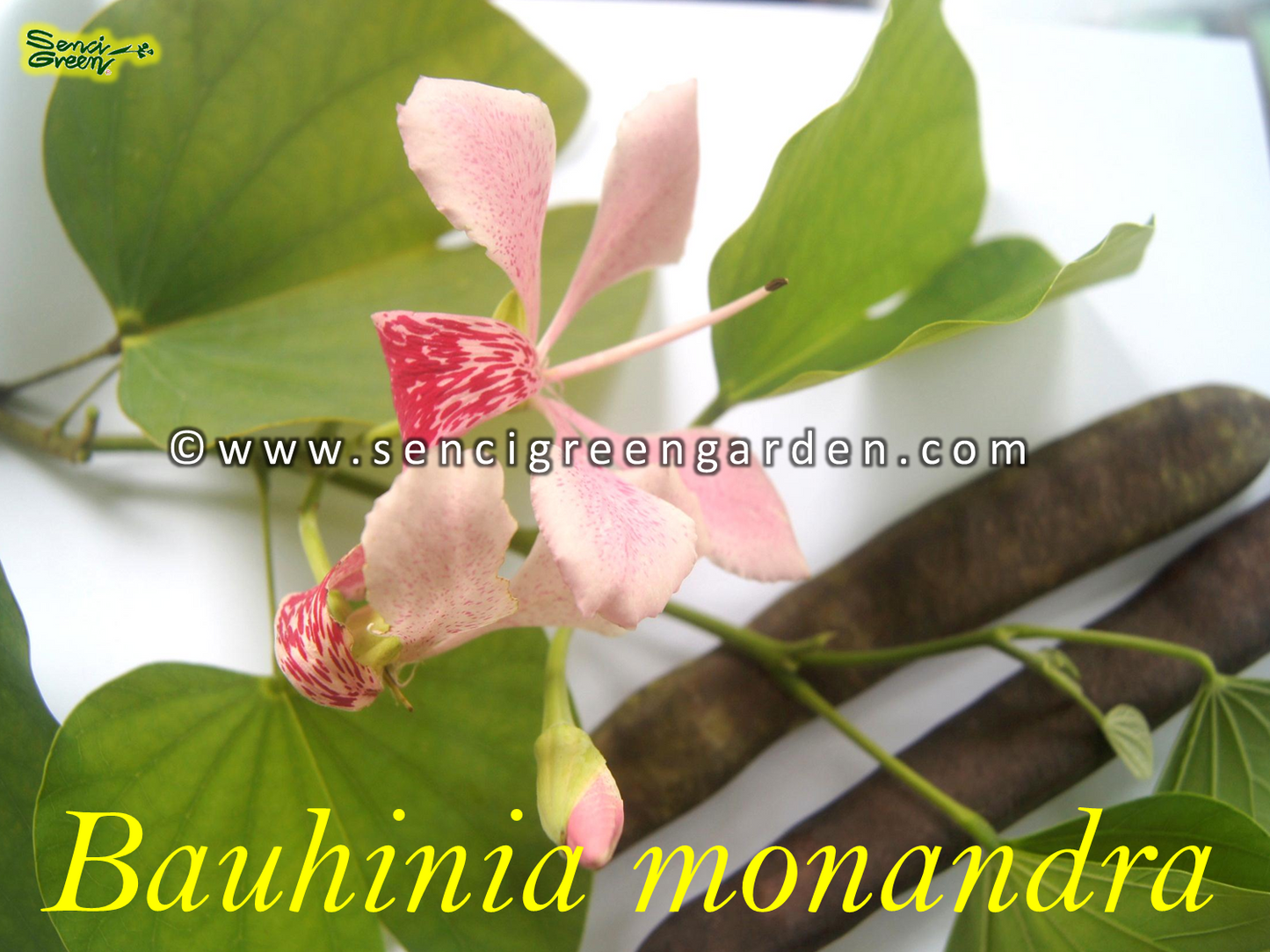 Butterfly Flower Seeds (Bauhinia monandra) 10+ seeds