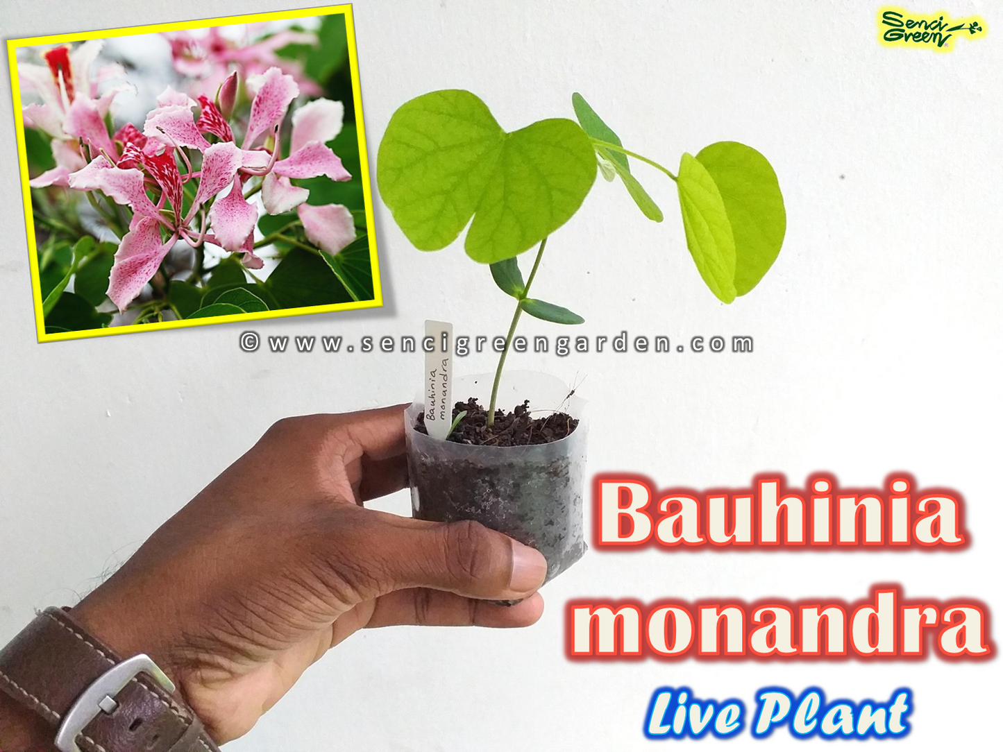 Bauhinia monandra plant