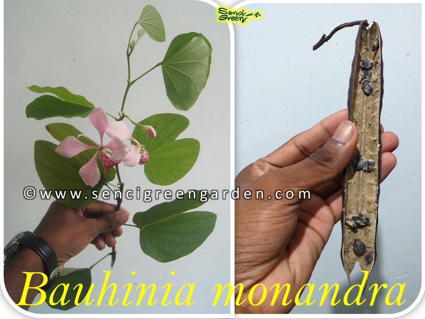 Butterfly Flower Seeds (Bauhinia monandra) 10+ seeds