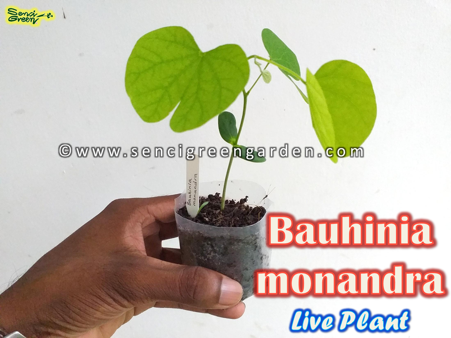 Bauhinia monandra plant