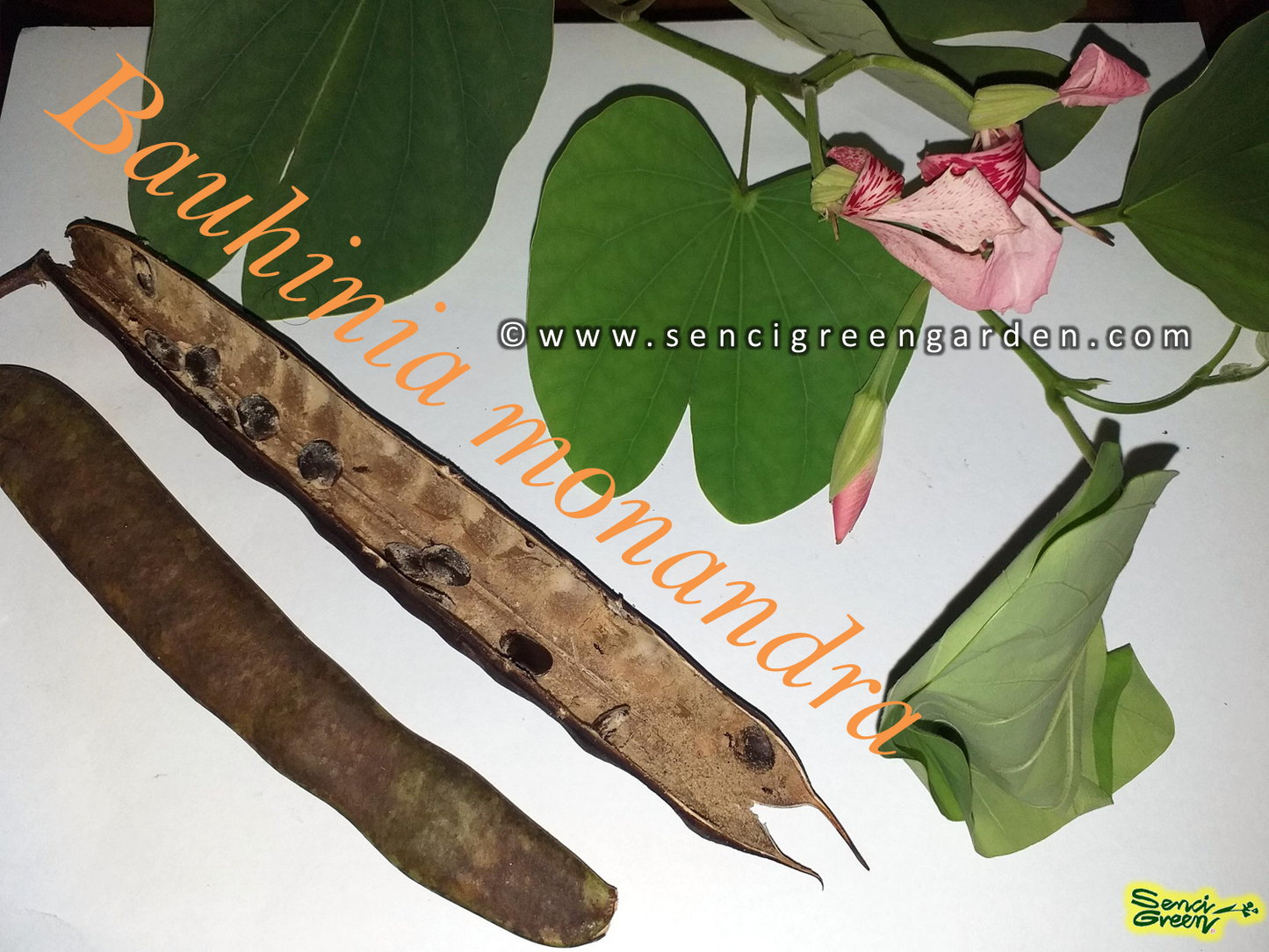 Butterfly Flower Seeds (Bauhinia monandra) 10+ seeds