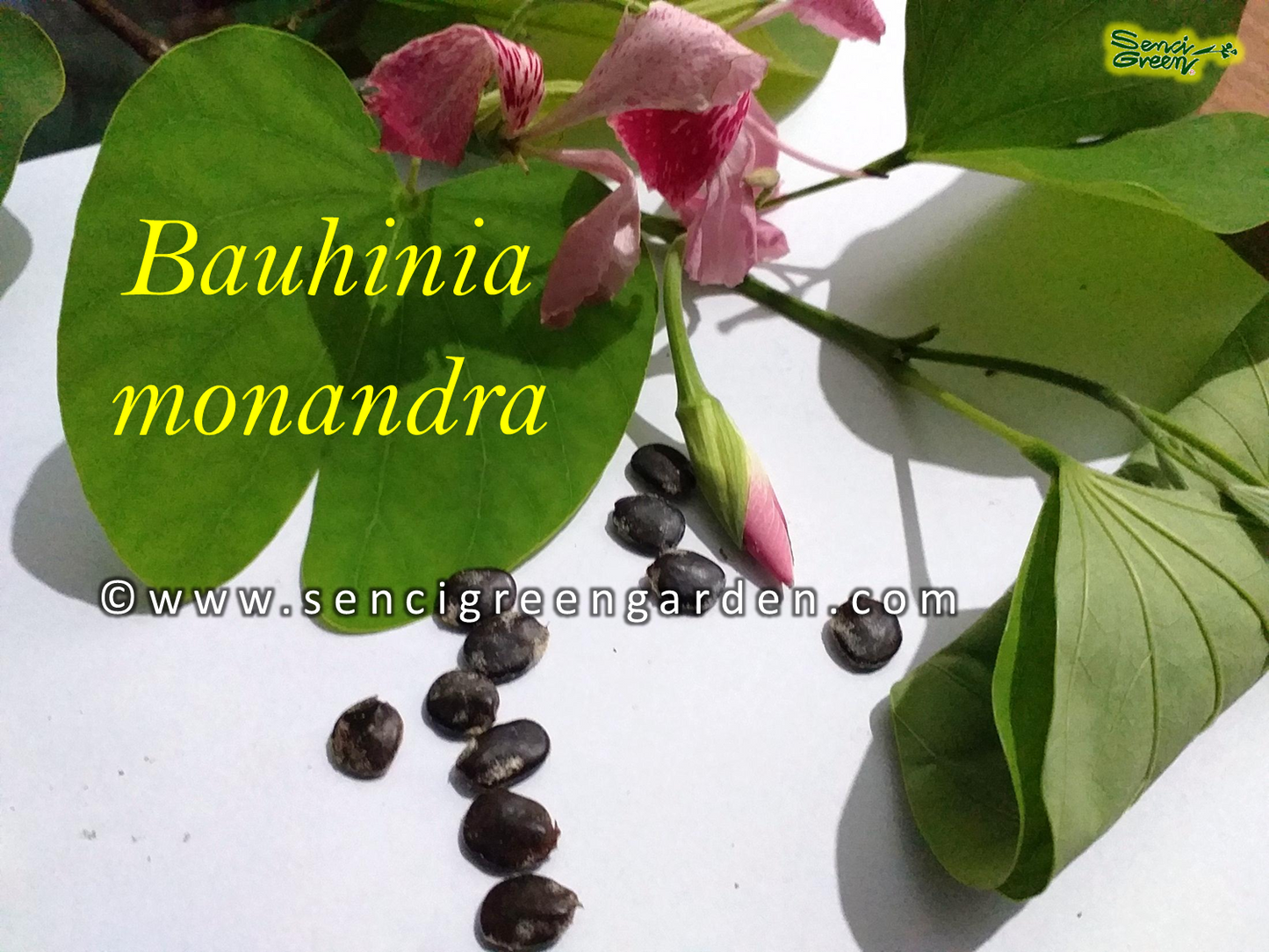 Butterfly Flower Seeds (Bauhinia monandra) 10+ seeds