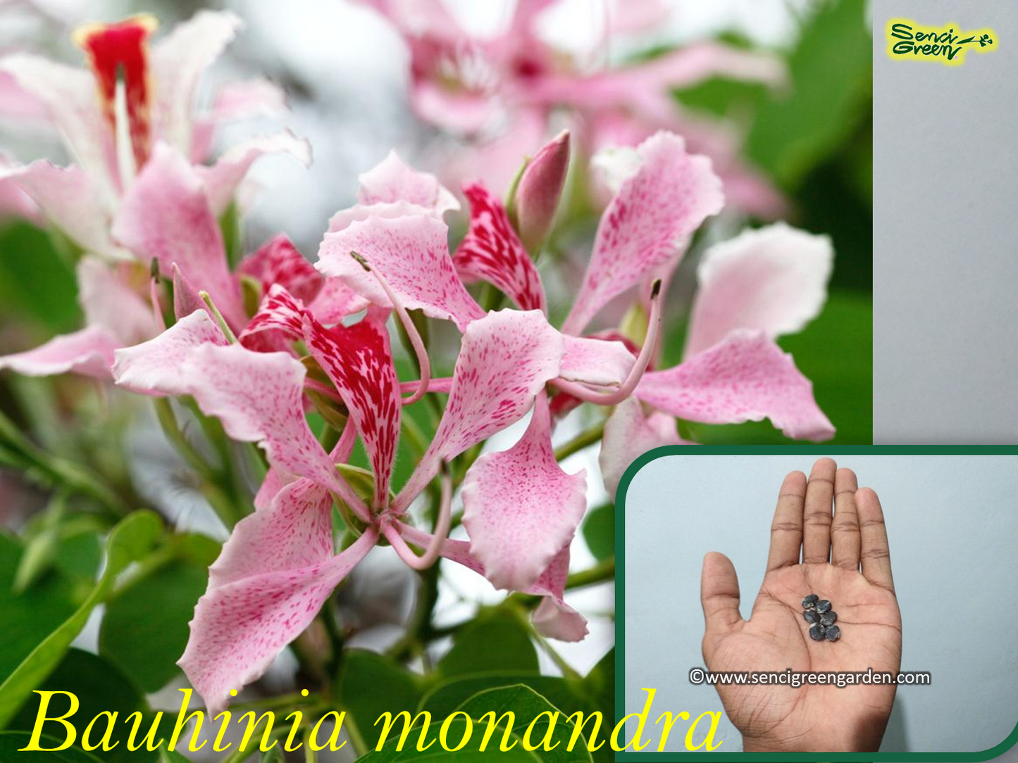 Butterfly Flower Seeds (Bauhinia monandra)