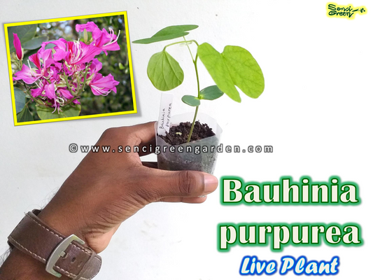 Bauhinia purpurea Live Plant