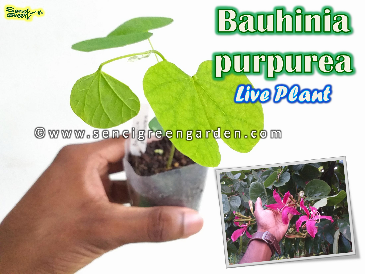 Bauhinia purpurea Live Plant