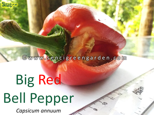 Red Bell Pepper (Capsicum annuum)