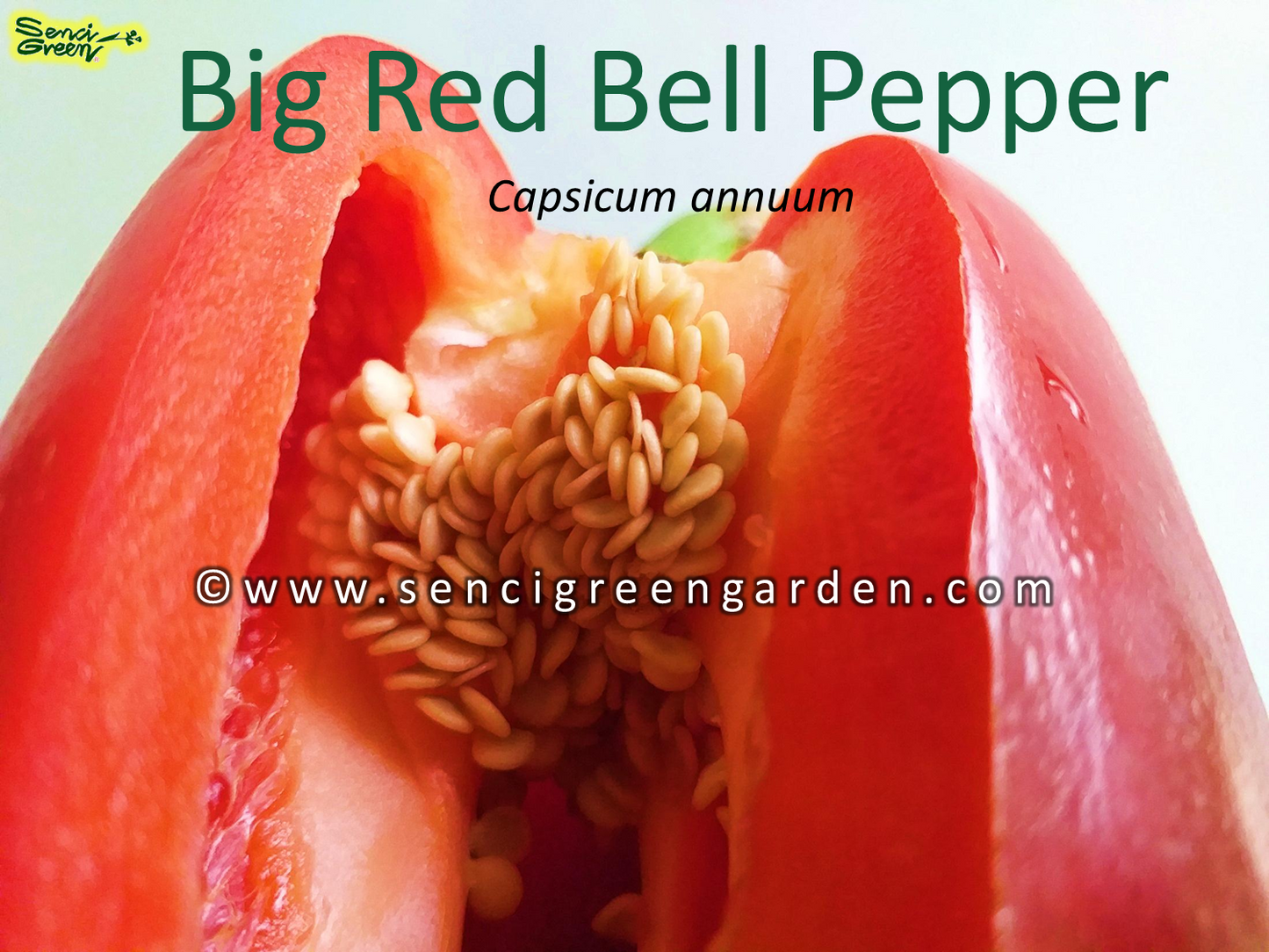 Red Bell Pepper (Capsicum annuum)