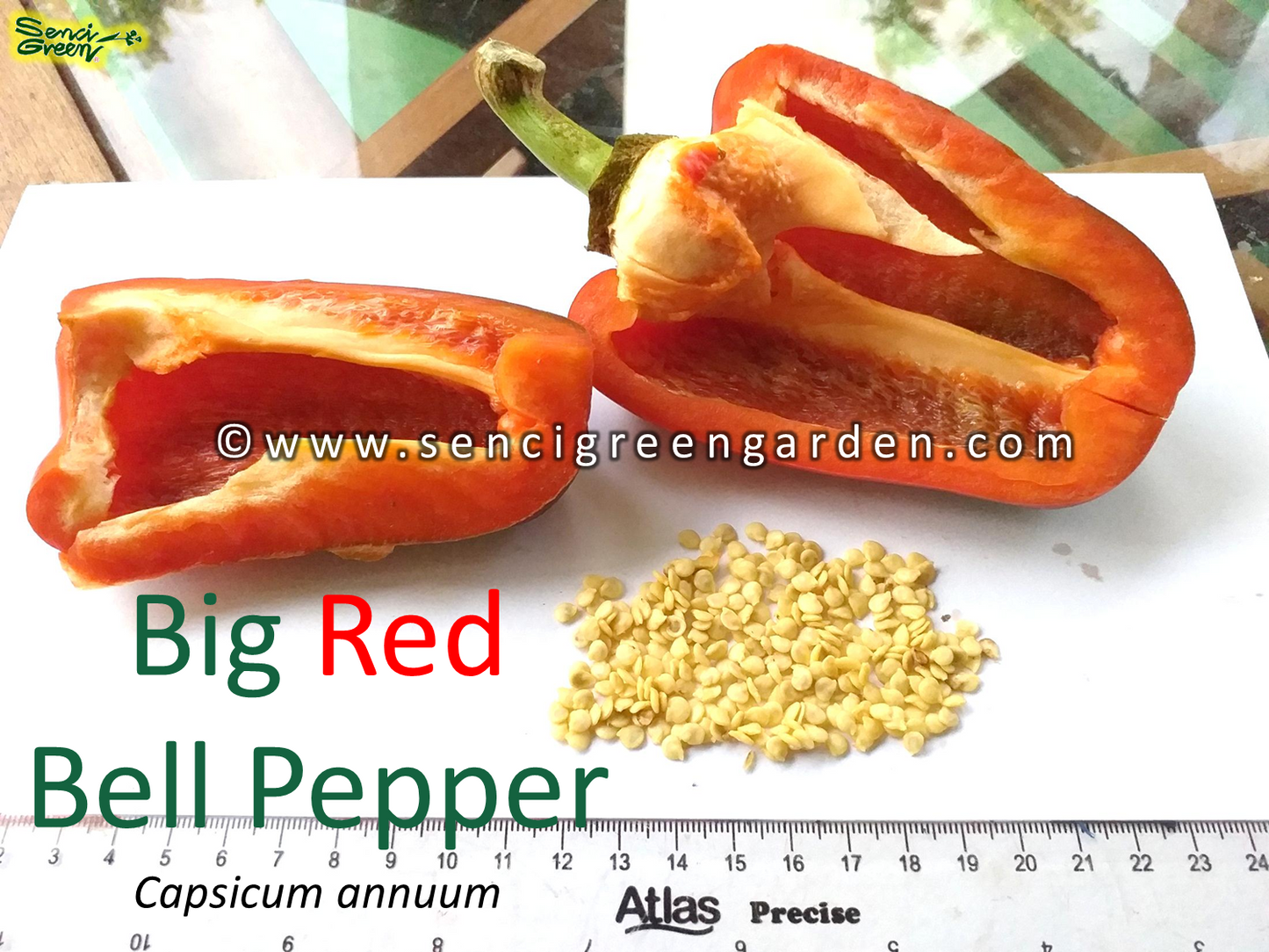 Red Bell Pepper (Capsicum annuum)