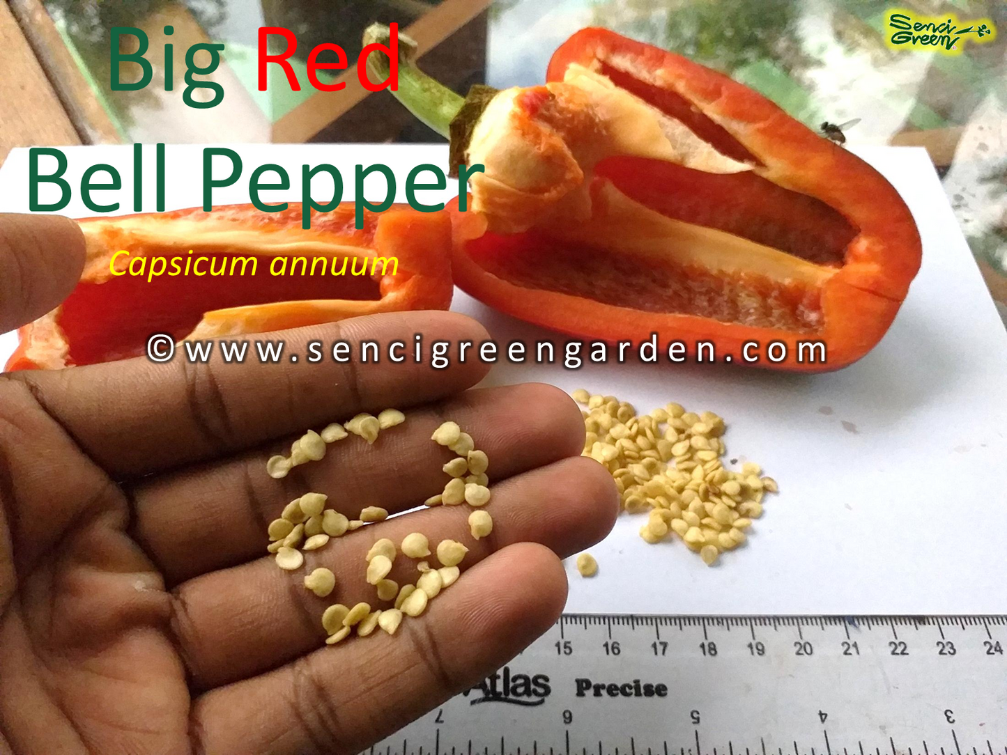 Red Bell Pepper (Capsicum annuum)