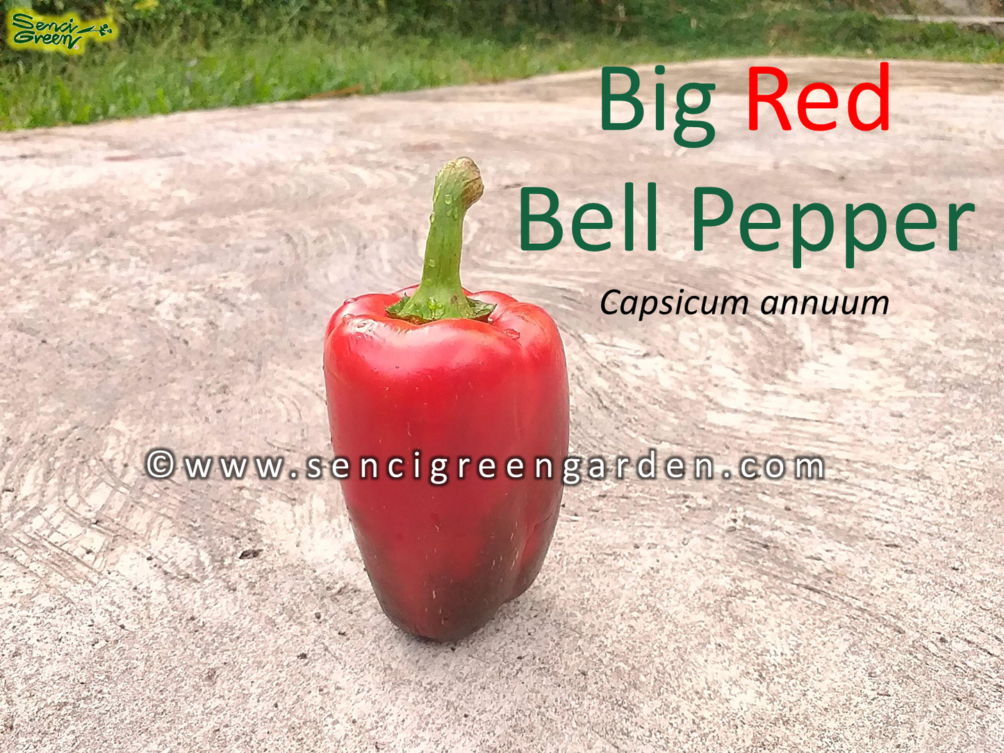 Red Bell Pepper (Capsicum annuum)