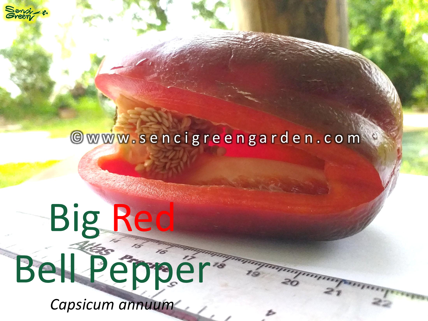 Red Bell Pepper (Capsicum annuum)