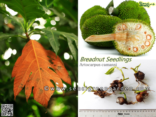 Artocarpus camansi Blanco seedlings