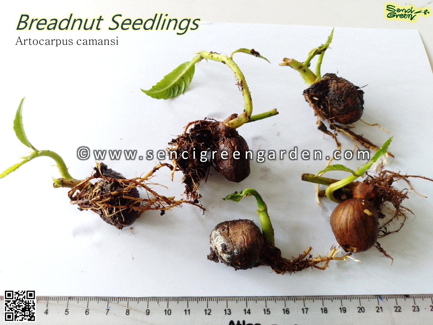 Artocarpus camansi Blanco seedlings