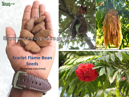 Scarlet Flame Bean Seeds (Brownea coccinea)