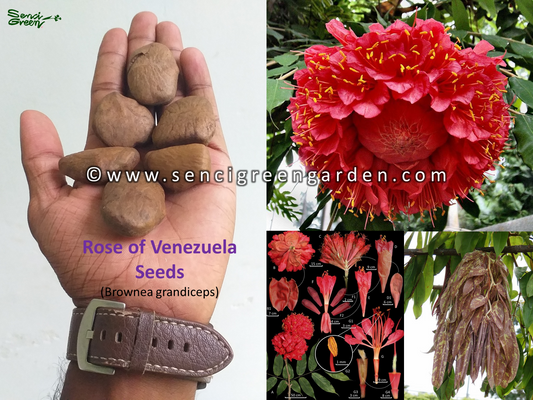 Rose of Venezuela Seeds (Brownea grandiceps)