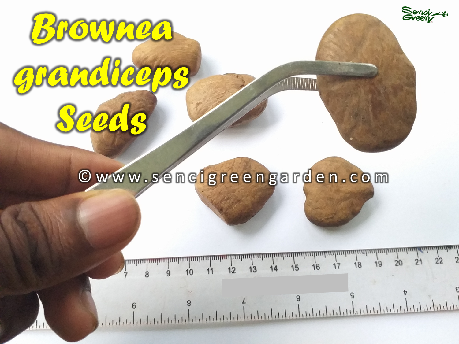 Rose of Venezuela Seeds (Brownea grandiceps)