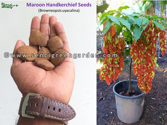 Maroon Handkerchief Tree Seeds – Browneopsis ucayalina – Rare Exotic Species – x5 Seeds