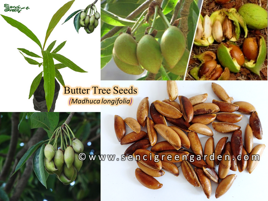 Butter Tree Seeds  (Madhuca longifolia) 10 seeds