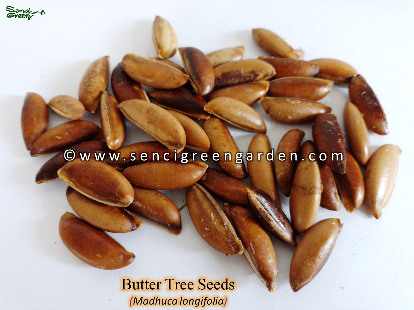 Butter Tree Seeds  (Madhuca longifolia) 10 seeds