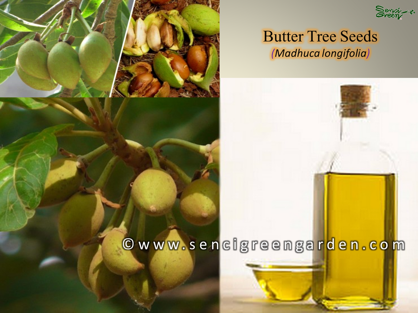 Butter Tree Seeds  (Madhuca longifolia) 10 seeds