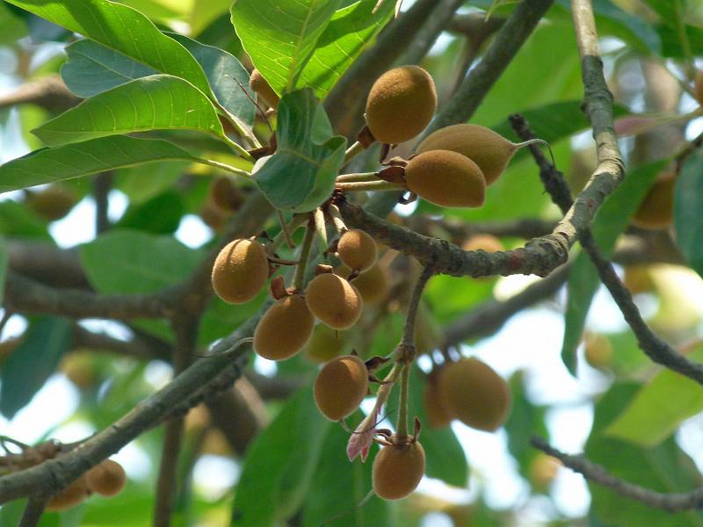 Butter Tree Seeds  (Madhuca longifolia) 10 seeds