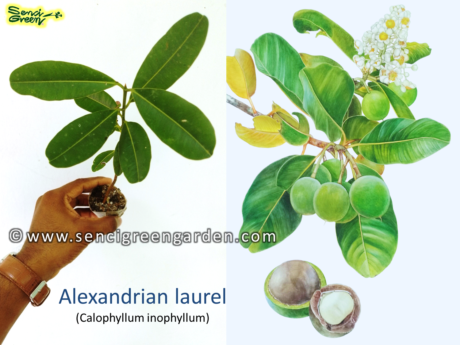Calophyllum inophyllum plant