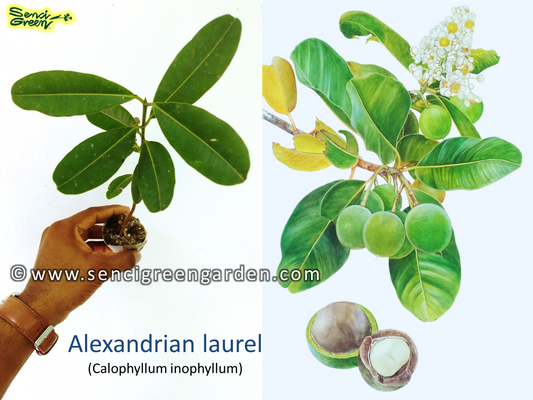 Calophyllum inophyllum plant