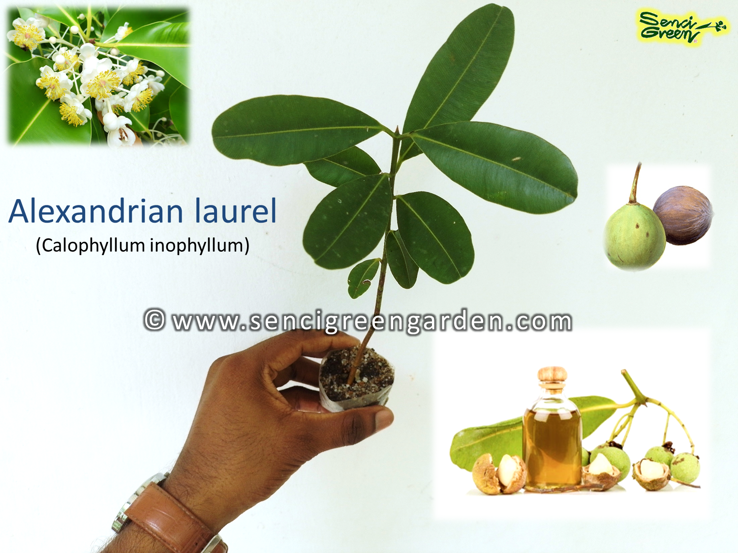 Calophyllum inophyllum plant