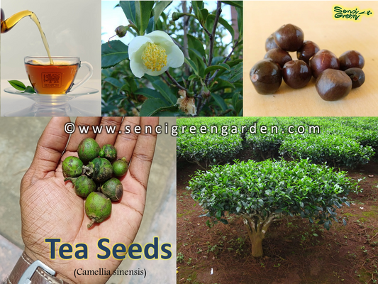 Tea Seeds (Camellia sinensis) 