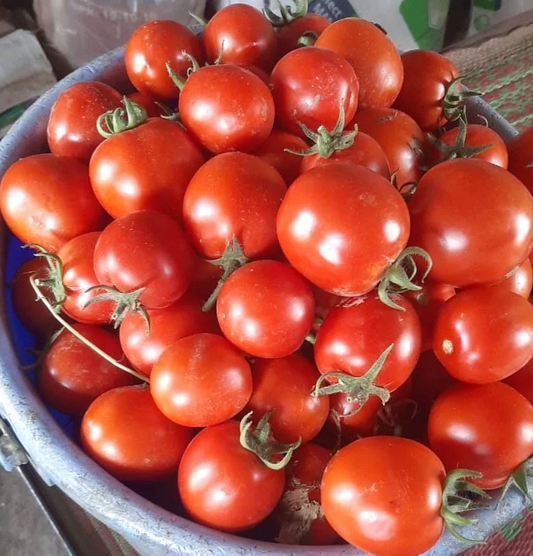 Round Tomato Seeds 25+ seeds