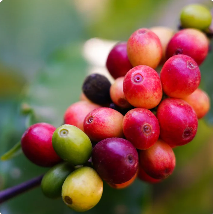 Coffee Seeds (Coffea arabica)