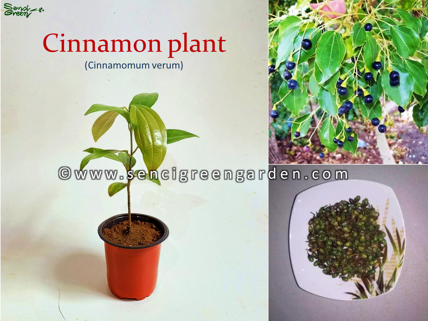 Ceylon cinnamon seeds, Cinnamomum zeylanicum fresh and organic seeds