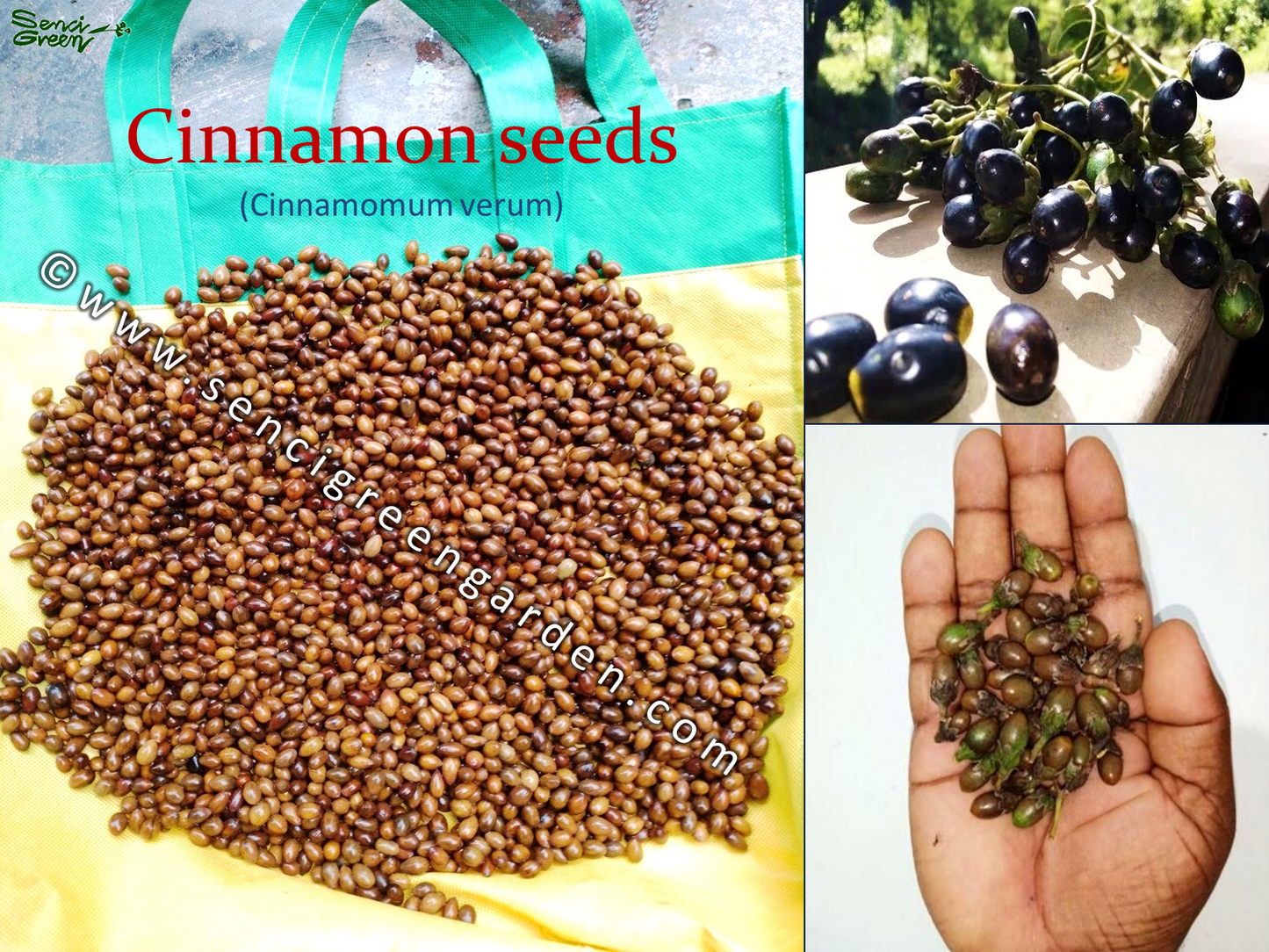 Ceylon cinnamon seeds, Cinnamomum zeylanicum fresh and organic seeds