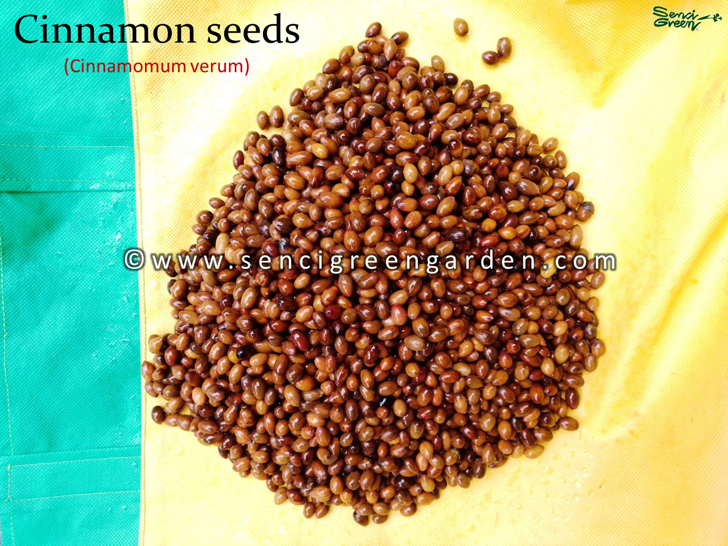 Ceylon cinnamon seeds, Cinnamomum zeylanicum fresh and organic seeds