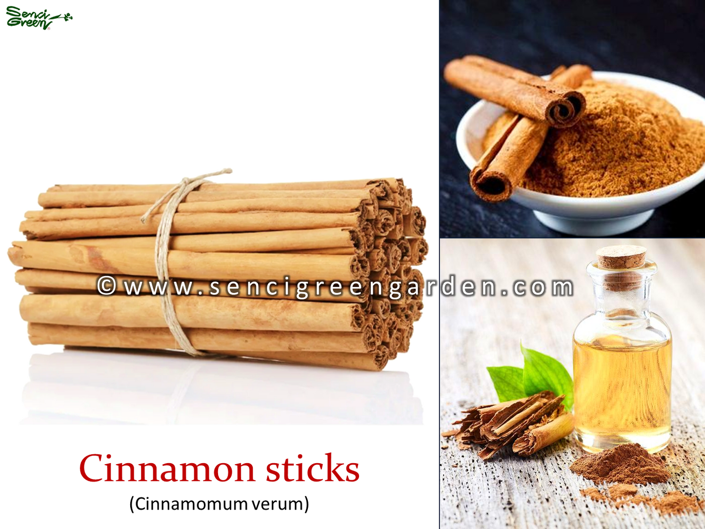 Ceylon cinnamon seeds, Cinnamomum zeylanicum fresh and organic seeds