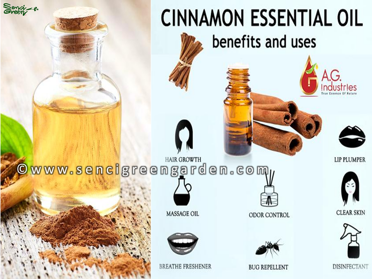 Ceylon cinnamon seeds, Cinnamomum zeylanicum fresh and organic seeds