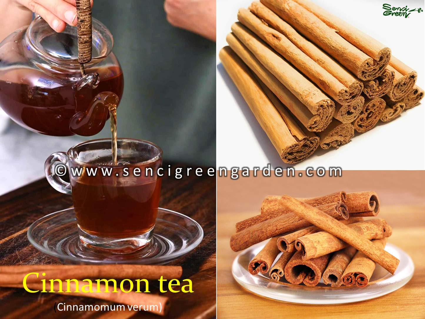 Ceylon cinnamon seeds, Cinnamomum zeylanicum fresh and organic seeds