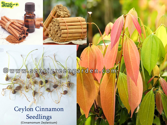 Ceylon Cinnamon Seedlings