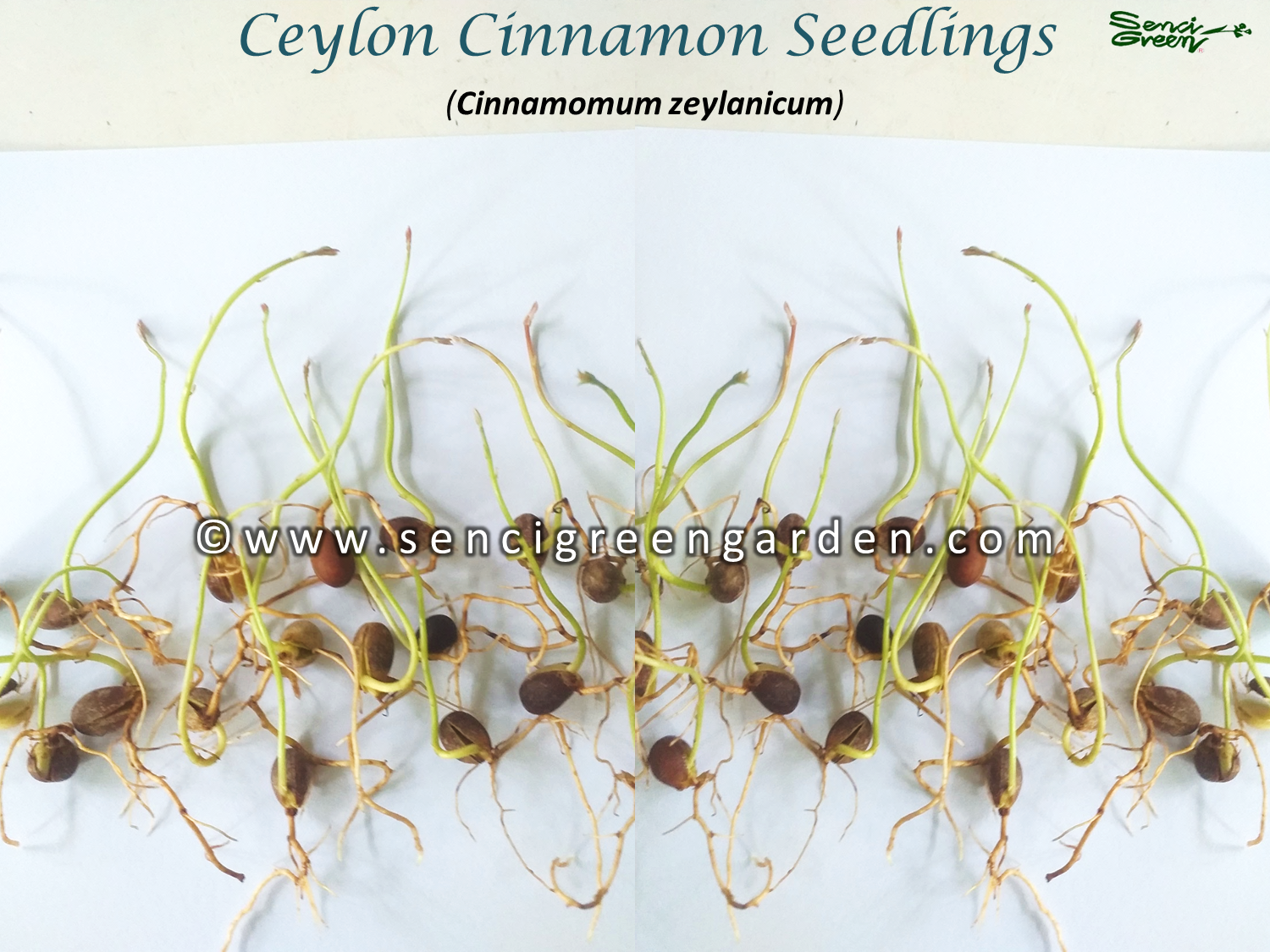 Ceylon Cinnamon Seedlings