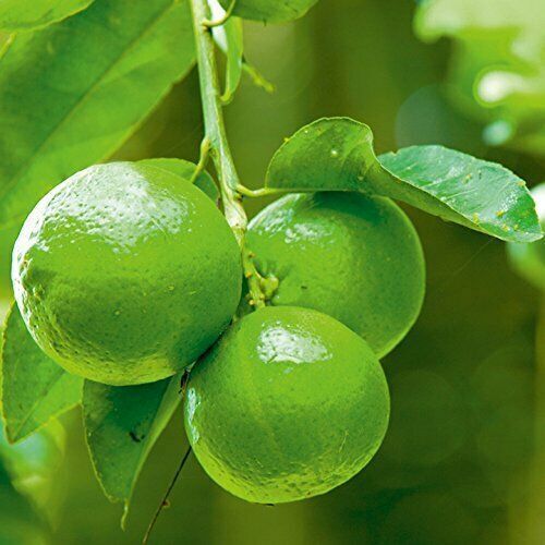 Lemon Seeds Lemon Seeds (Citrus limon) Heirloom Organic x10 seeds