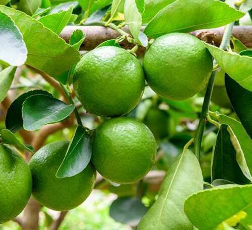 Lemon Seeds Lemon Seeds (Citrus limon) Heirloom Organic x10 seeds