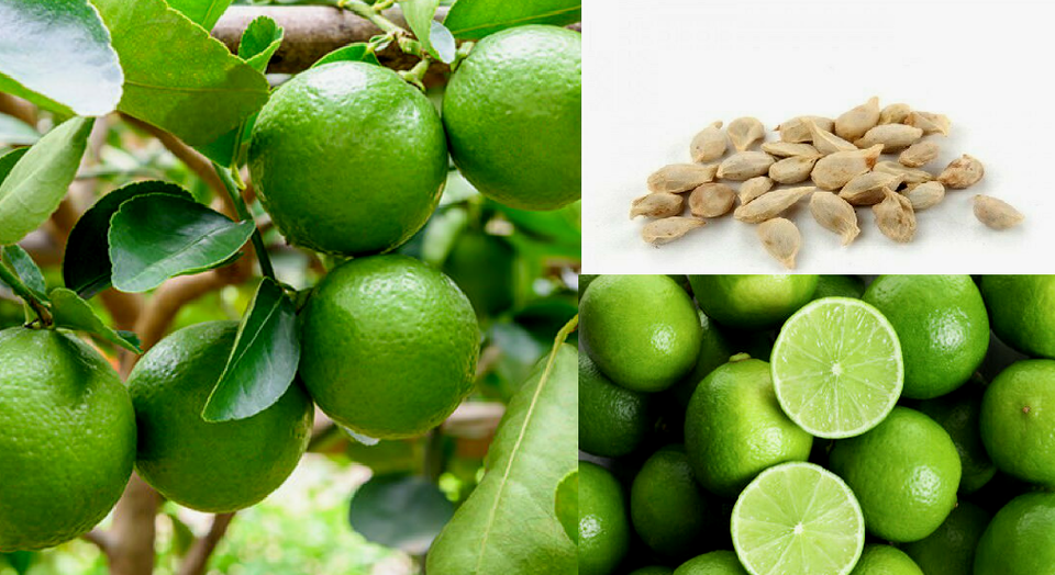 Lemon Seeds Lemon Seeds (Citrus limon) Heirloom Organic x10 seeds