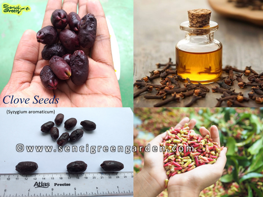 Clove Seeds (Syzygium aromaticum)