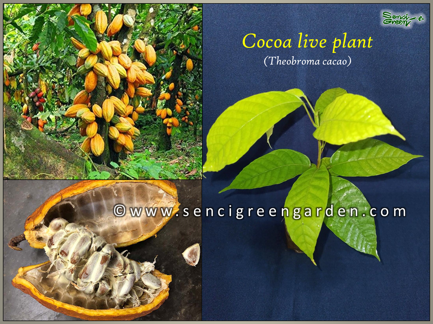 Cocoa live plant (Theobroma cacao)